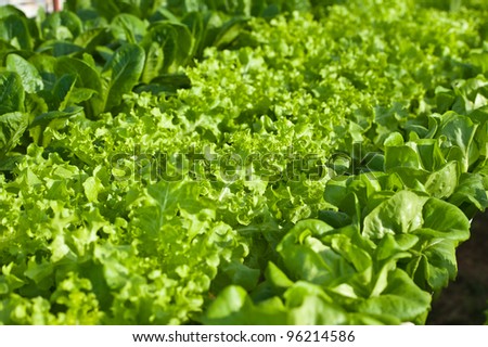 hydroponics vegetable(green oak , green cos and Butter head )