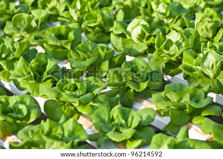 hydroponics vegetable(Butter head)