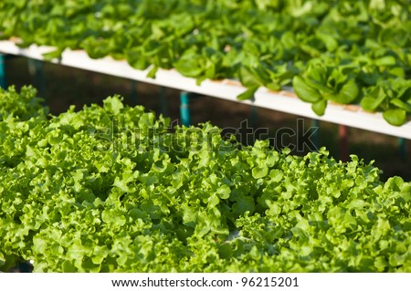 hydroponics vegetable(Butter head and Frillic iceburg)