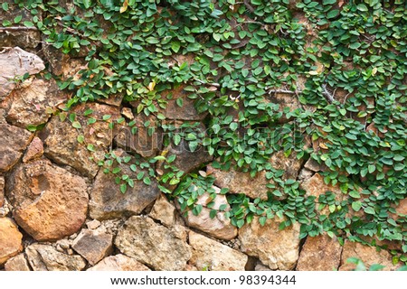 plant on the rock wall