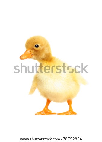 cute duckling photos