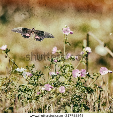 Vintage Butterfly and Flowers 1. Flowers and a butterfly in a meadow during summer, edited with vintage camera filters.
