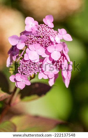 Young Pink Hydrangea. Young growing flowers, Hydrangea, in a garden during early autumn.