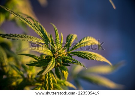 Marijuana Plant Budding Morning. An outdoor marijuana plant in a pot. Only a couple months old, during the 