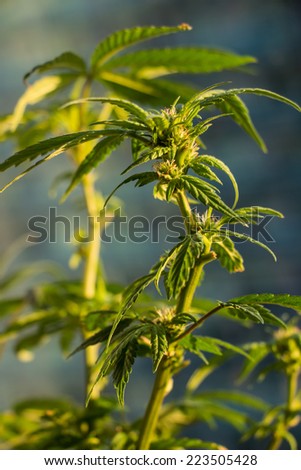 Marijuana Plant Budding 2. An outdoor marijuana plant in a pot. Only a couple months old, during the 