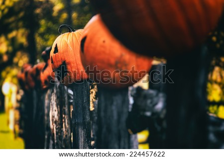 Jack O Lanterns Fence. Jack o lanterns resting and rotting on a country fence during the Halloween autumn season.