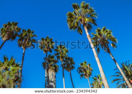 Palm Trees Blue Sky. California palm trees set against blue sky.