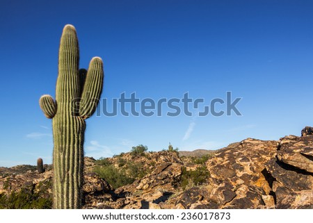 Cactus Arizona Desert. A saguaro cactus in the foreground of a desert scene near Phoenix, Arizona.
