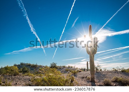 Cactus Arizona Desert Sun. A saguaro cactus in the foreground of a desert scene near Phoenix, Arizona. With sun flare and jet created clouds.