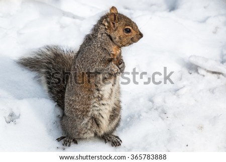 Squirrel in Snow. A tree squirrel in snow during winter in the northeast United States.