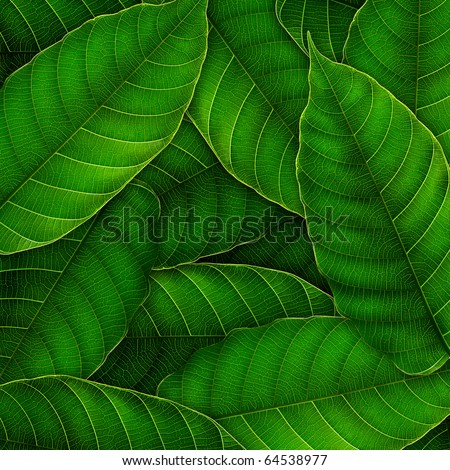 Green Backgrounds on Green Leaves Background Stock Photo 64538977   Shutterstock