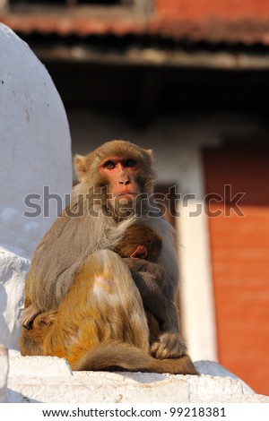 Monkeys at monkey-temple swayambhunath in Kathmandu, Nepal