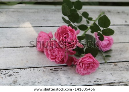 Pink roses  on an old  white  wooden desk