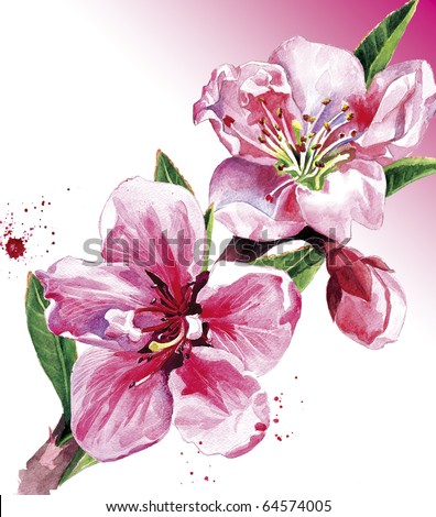 Water-colour illustration   of a spring peach blossom