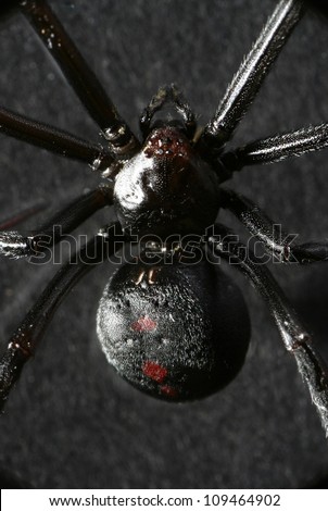 Scary black widow spider used for Halloween haunted house.   Macro Close up.