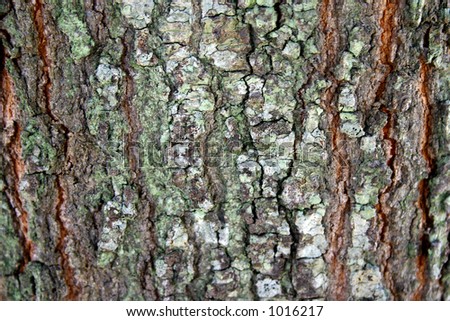 pictures of elm tree bark. elm tree bark identification.