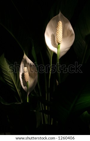 Peace Lily using painted light technique