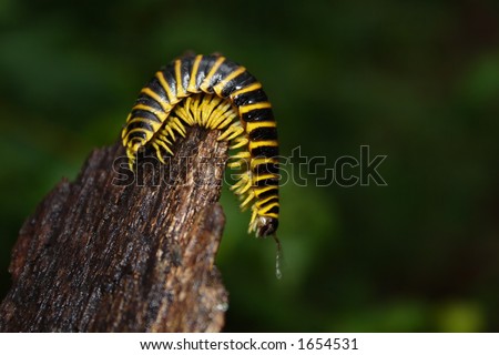 Yellow Millipede