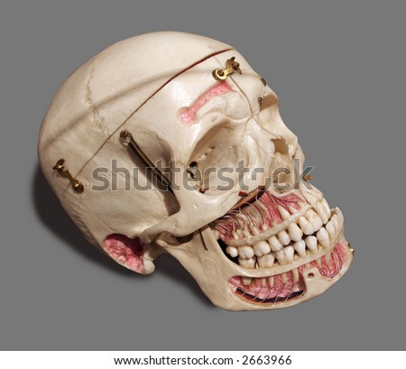 Skull used to train in dental education