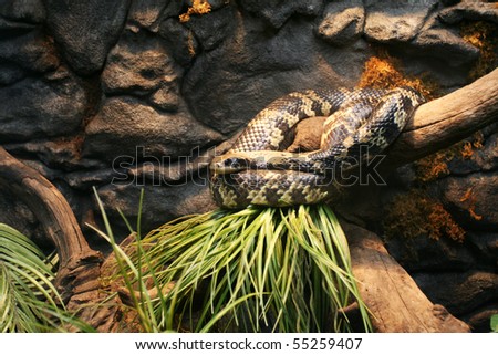 Florida King Snake nature display with grass and limbs