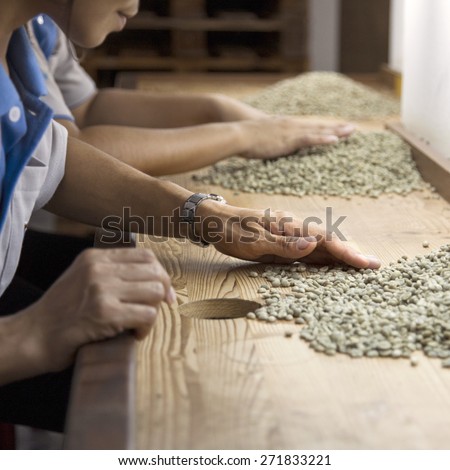 green raw coffee beans being sorted out by young women