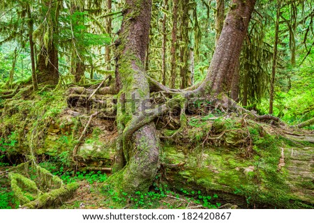 Nurse tree in Olympic National Park, Olympic Peninsula, Washington. Stock photo of young trees growing on and over a downed Nurse Tree in the Hall of Mosses in the Hoh Rainforest.