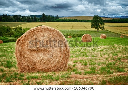 Large round hay bales in the field in Willamette Valley, Oregon