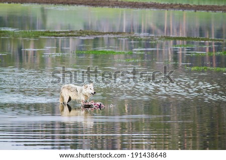 Gray Wolf feeding on prey in water in Yellowstone National Park