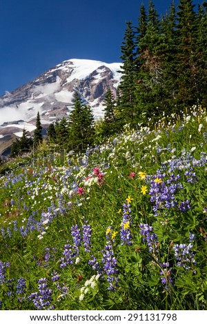 Wildflowers and snow covered Mount Rainier in Mount Rainier National Park, Washington