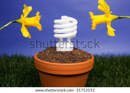 Compact fluorescent light bulb planted in a planter with daffodils