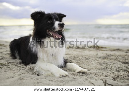 Border collie at the beach