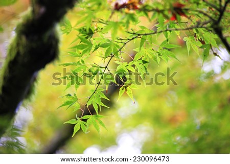 Green Japanese maple leaves