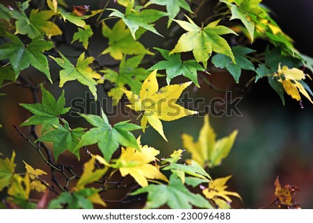 Yellow and green Japanese maple leaves in fall