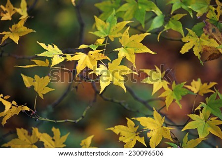 Yellow and green Japanese maple leaves
