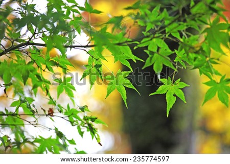 Green Japanese maple leaves in autumn