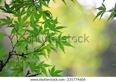 Green Japanese maple leaves in autumn