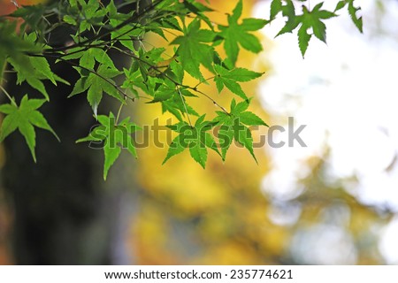 Green Japanese maple leaves