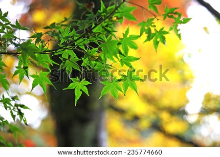Green Japanese maple leaves in fall