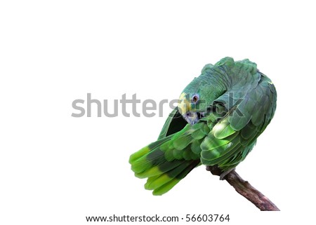 Parrot or macaw with green and yellow feathers and isolated on a white background