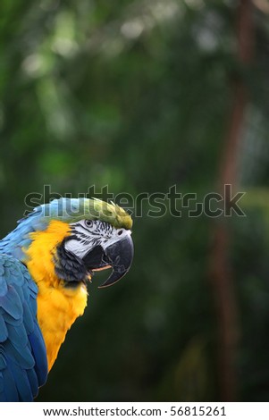 Parrot with yellow and blue feathers