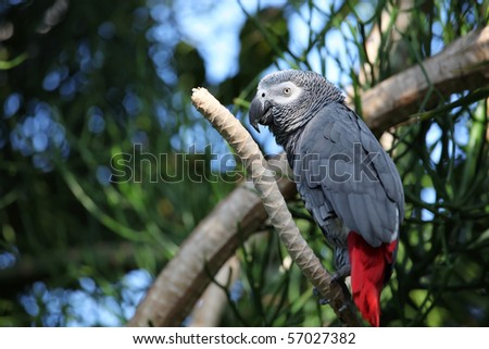 African gray parrot tropical bird