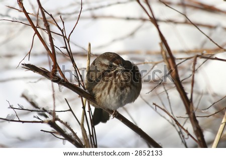 Song Sparrow resting on a branch in Deer Lake park during the winter months