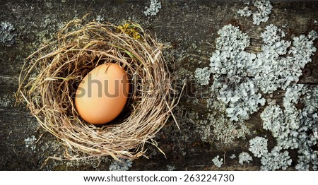 Hay straw nest with brown hen egg on lichen and moss wood