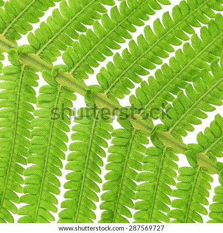 Macro of green fern leave over white