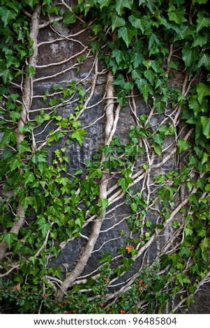 Green creeper plant with branches on a wall