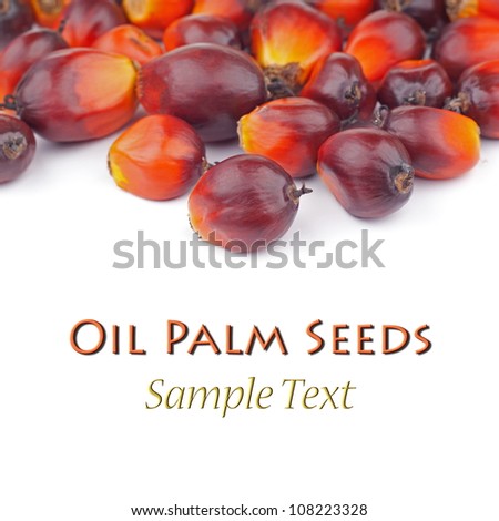 Oil Palm Seeds. Unsharpened file