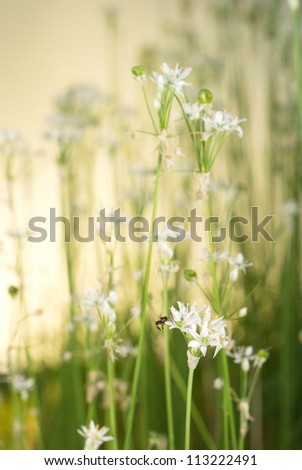 Chinese Garlic Flowers. Unsharpened file