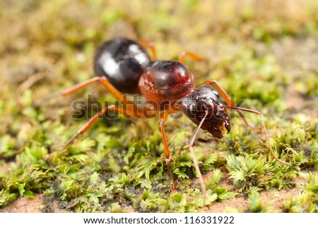 Weaver Queen ant having shredded her wings after mating. Unsharpened file