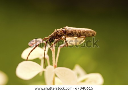 Flat Face Long Horn Beetle - Order Cerambycidae sp