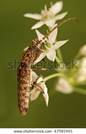 Flat Face Long Horn Beetle - Order Cerambycidae sp